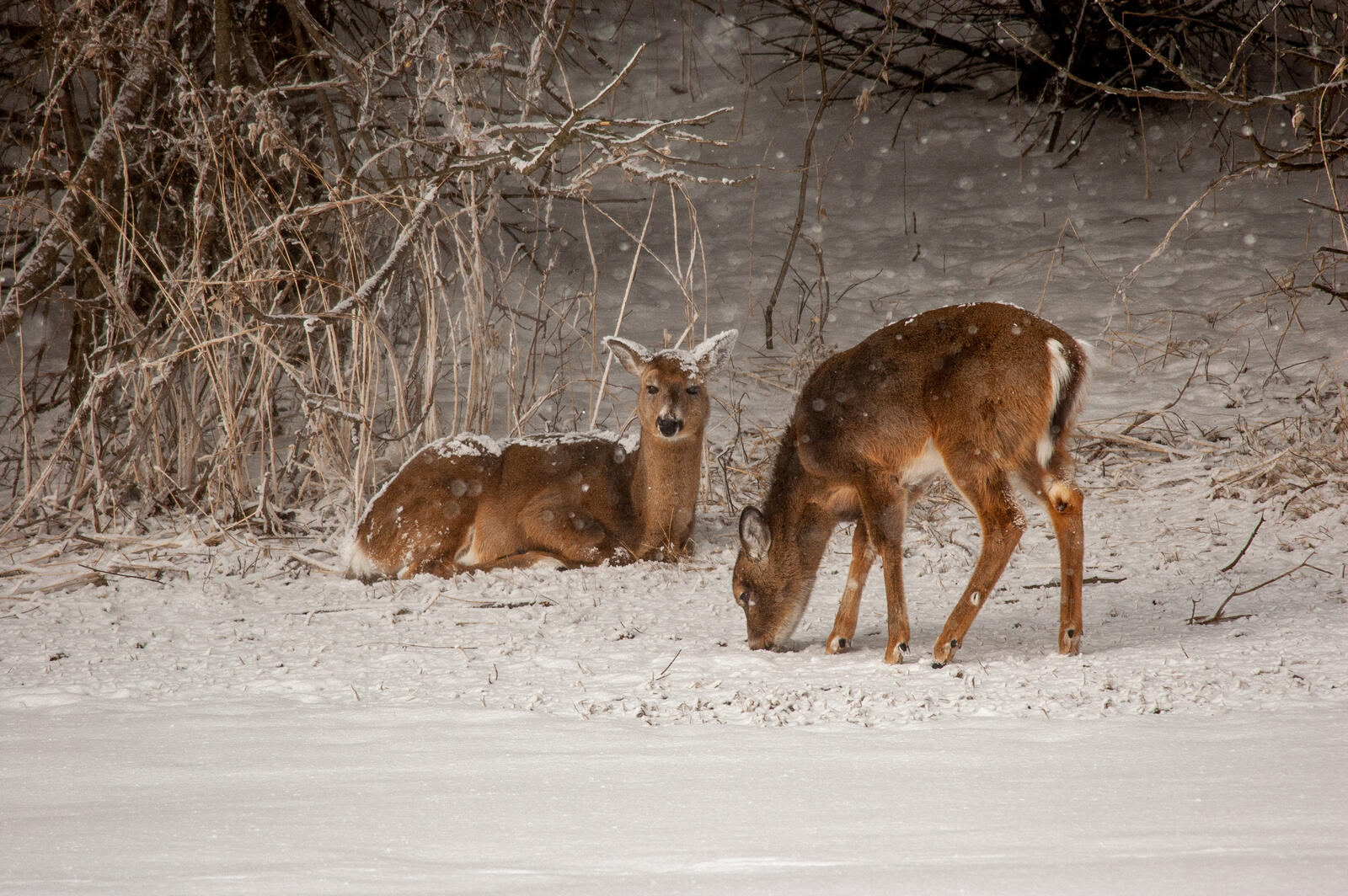 免费照片驯鹿在冬天的雪地里寻找食物