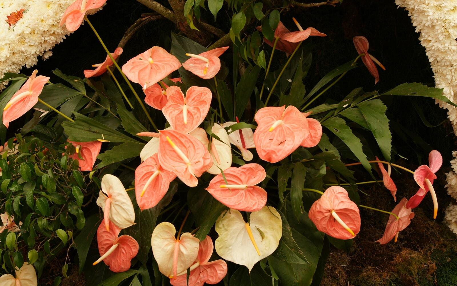 Бесплатное фото Дикие цветы оранжевого цвета