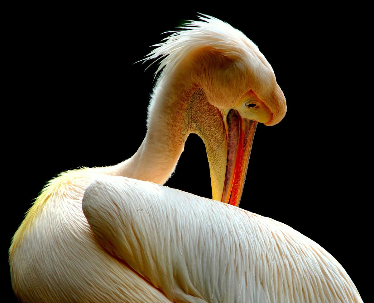 Portrait of a pelican on a black background