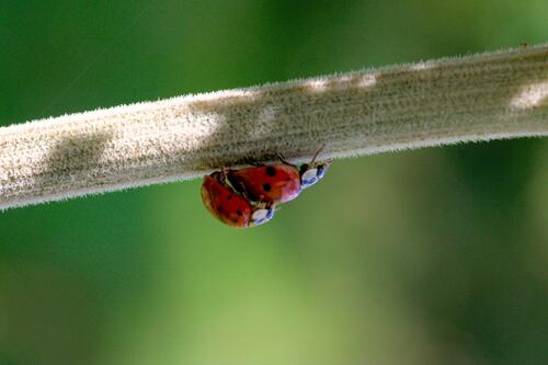 Red ladybugs