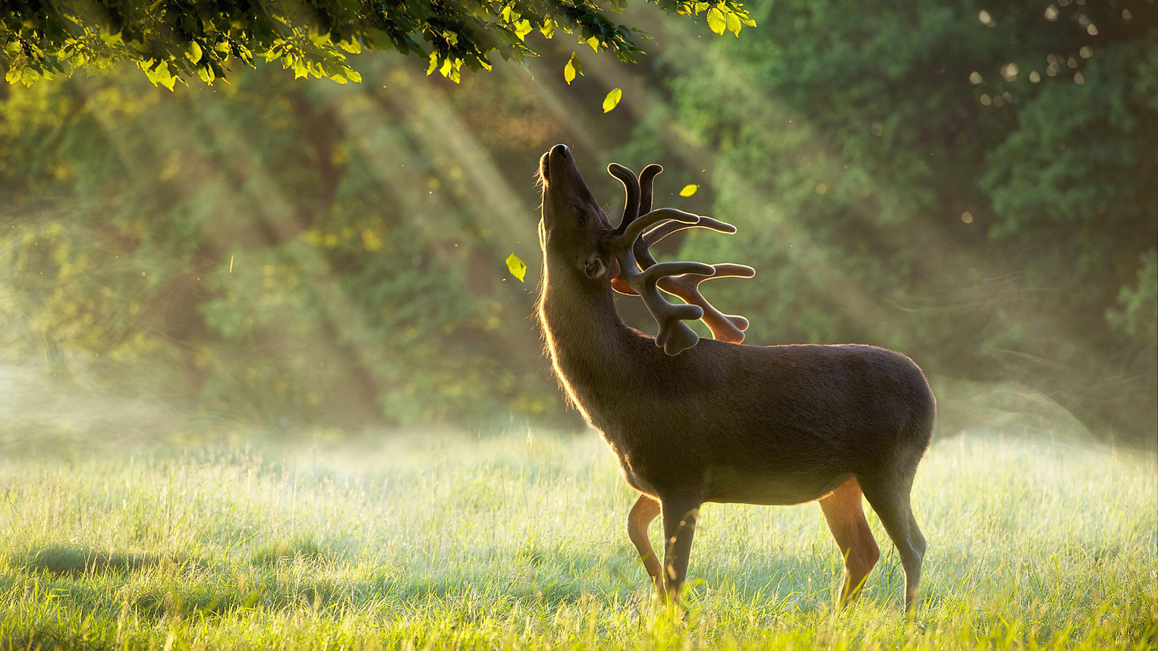 A deer in a summer meadow enjoying the sun`s rays