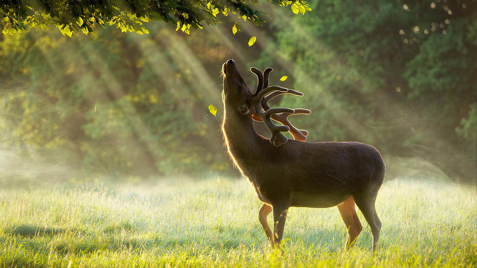 Free photo A deer in a summer meadow enjoying the sun`s rays