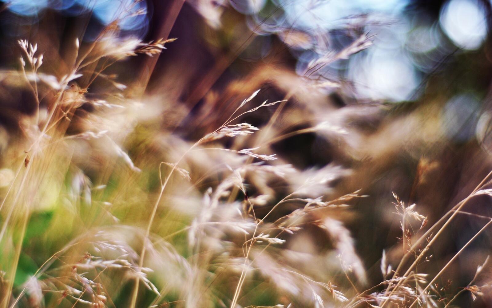 Макросъемка травы в солнечный день