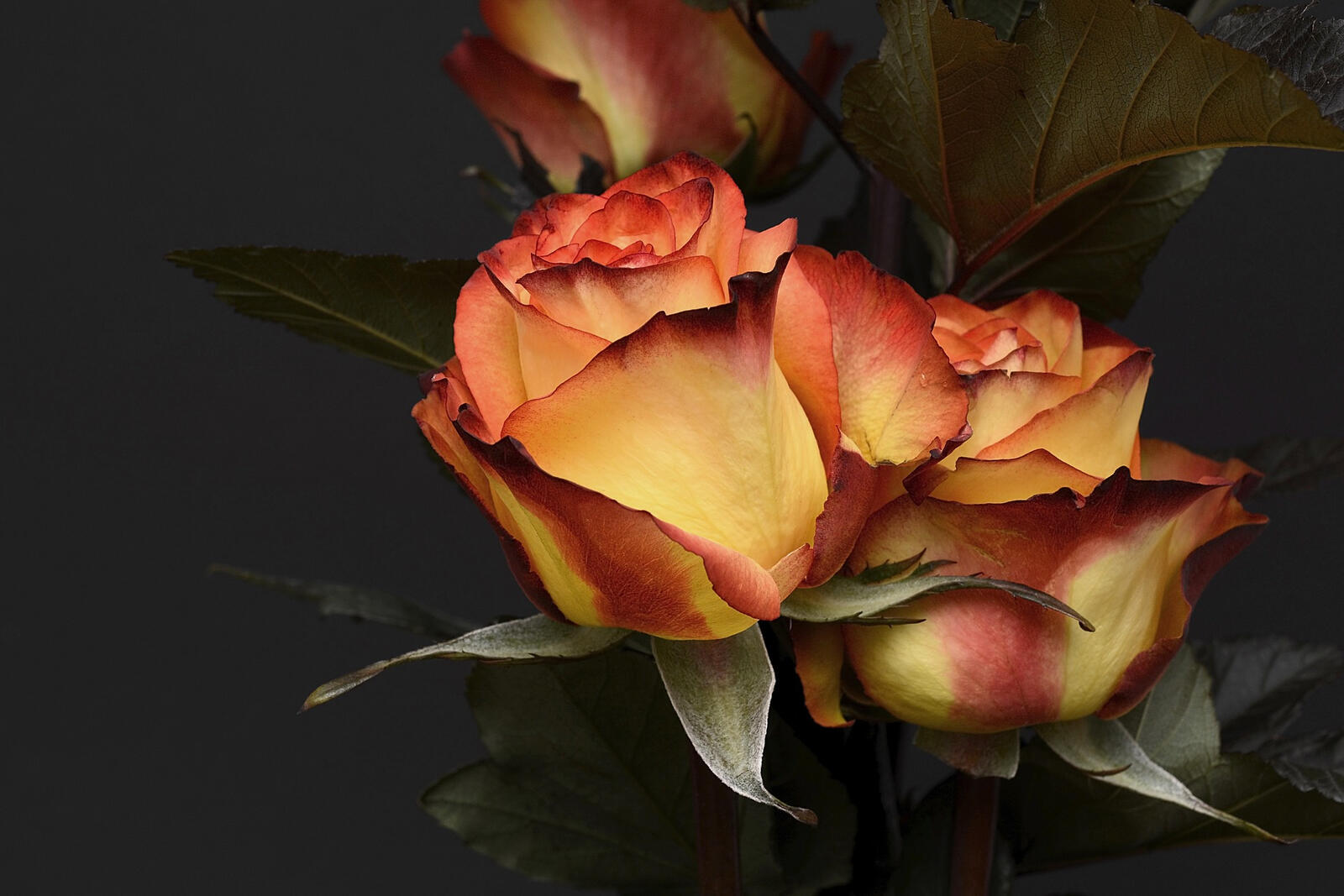 Бесплатное фото Розы необычного цвета