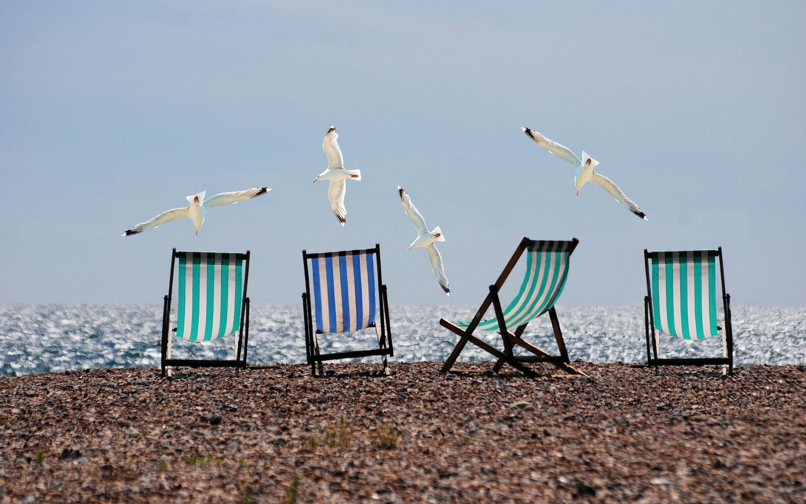 Free photo Seagulls fly over the beach with lounge chairs
