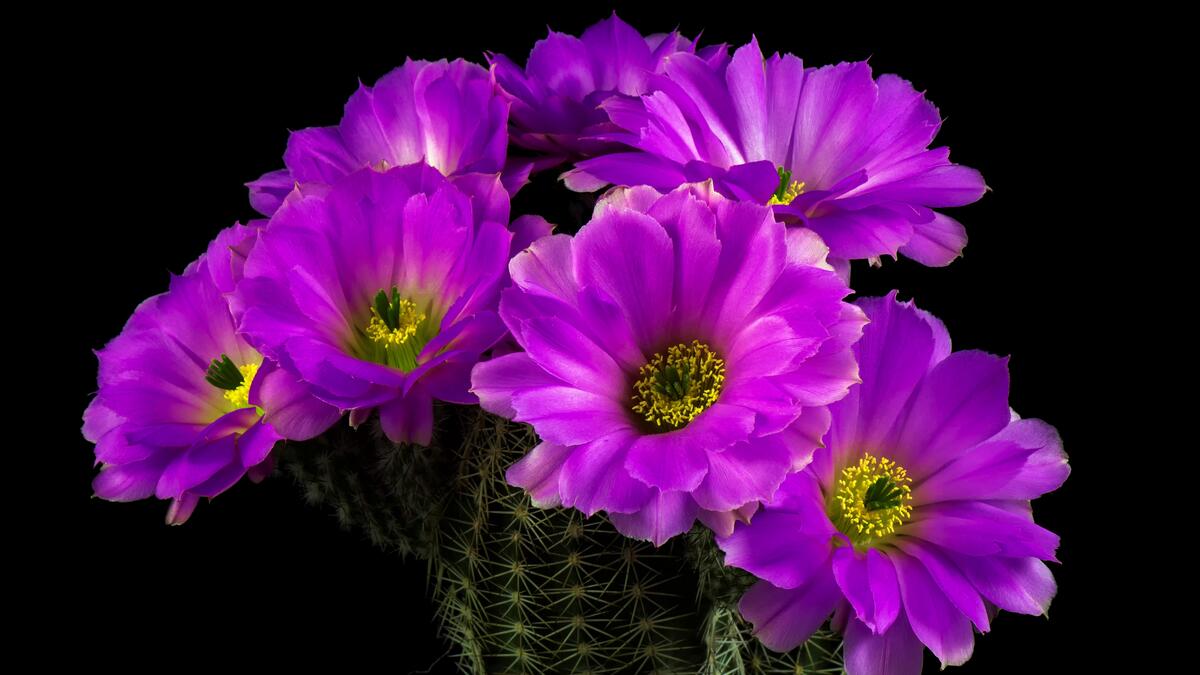 Кактус цветущий пурпурными цветочками