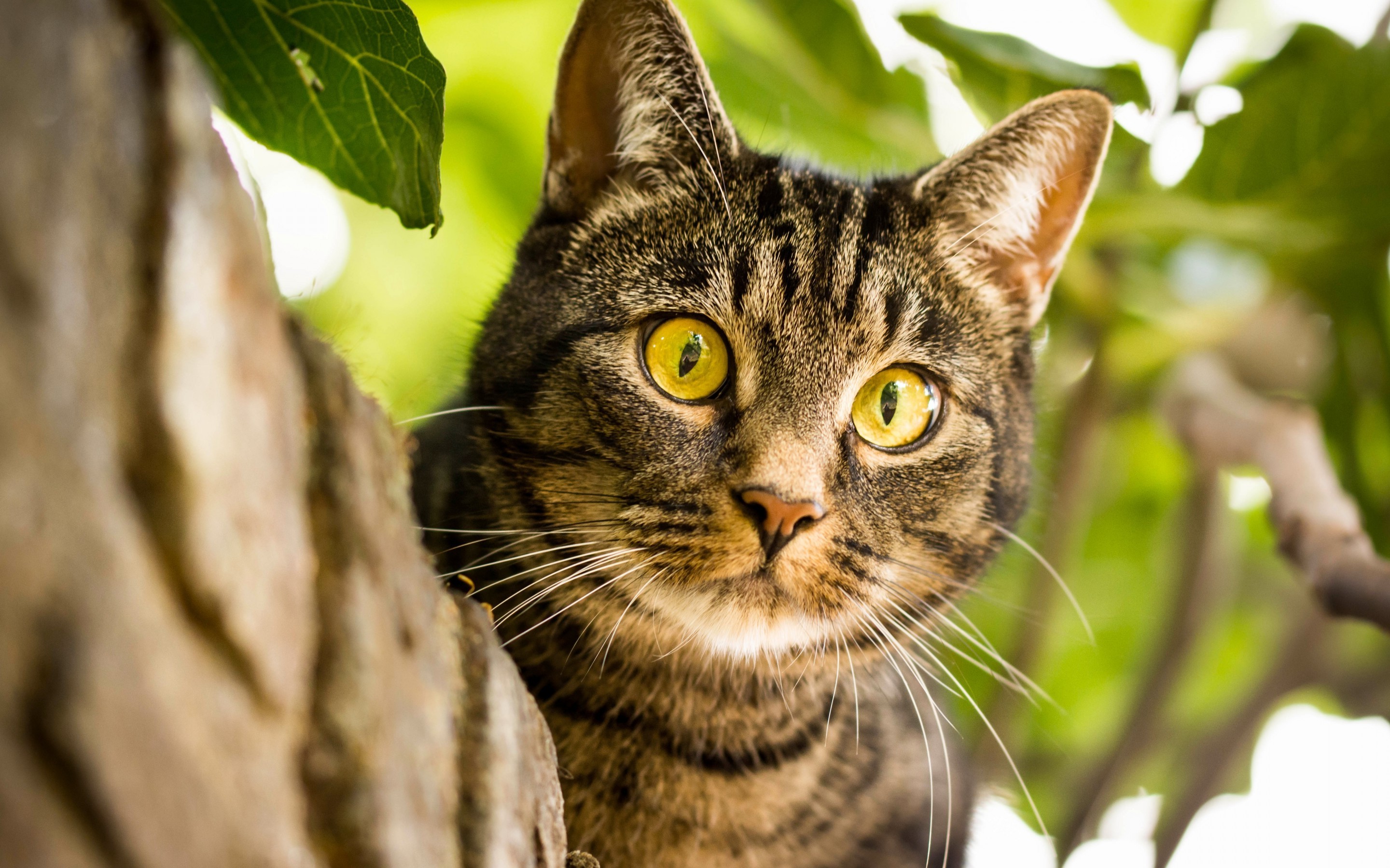 免费照片猫咪坐在树上