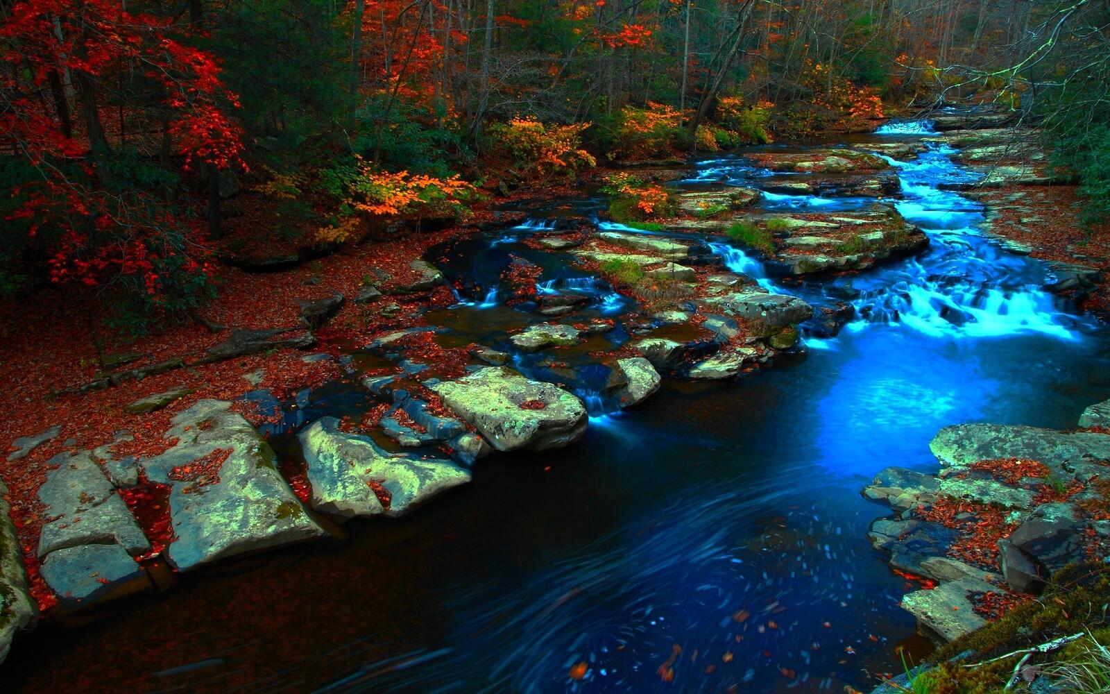Бесплатное фото Мелководная река в осеннем лесу
