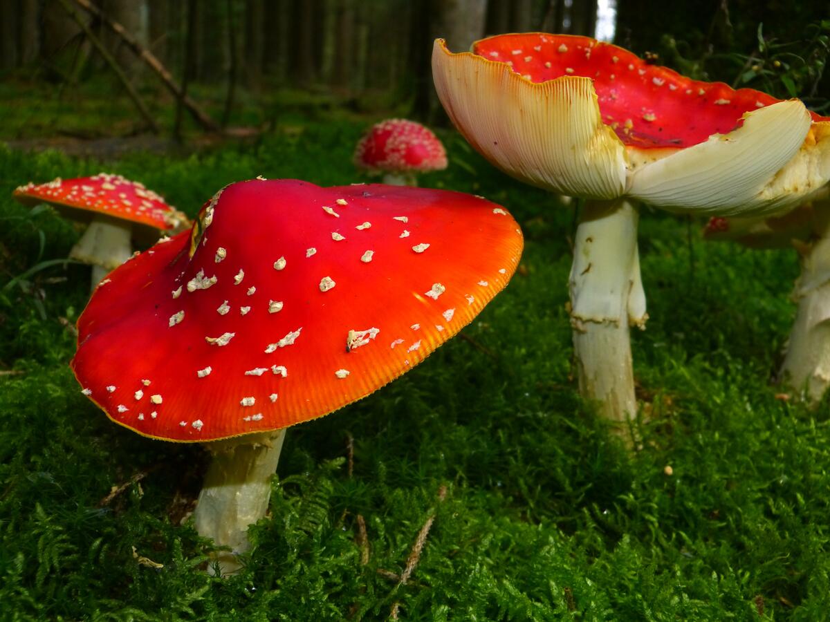 Fly agaric on the green grass