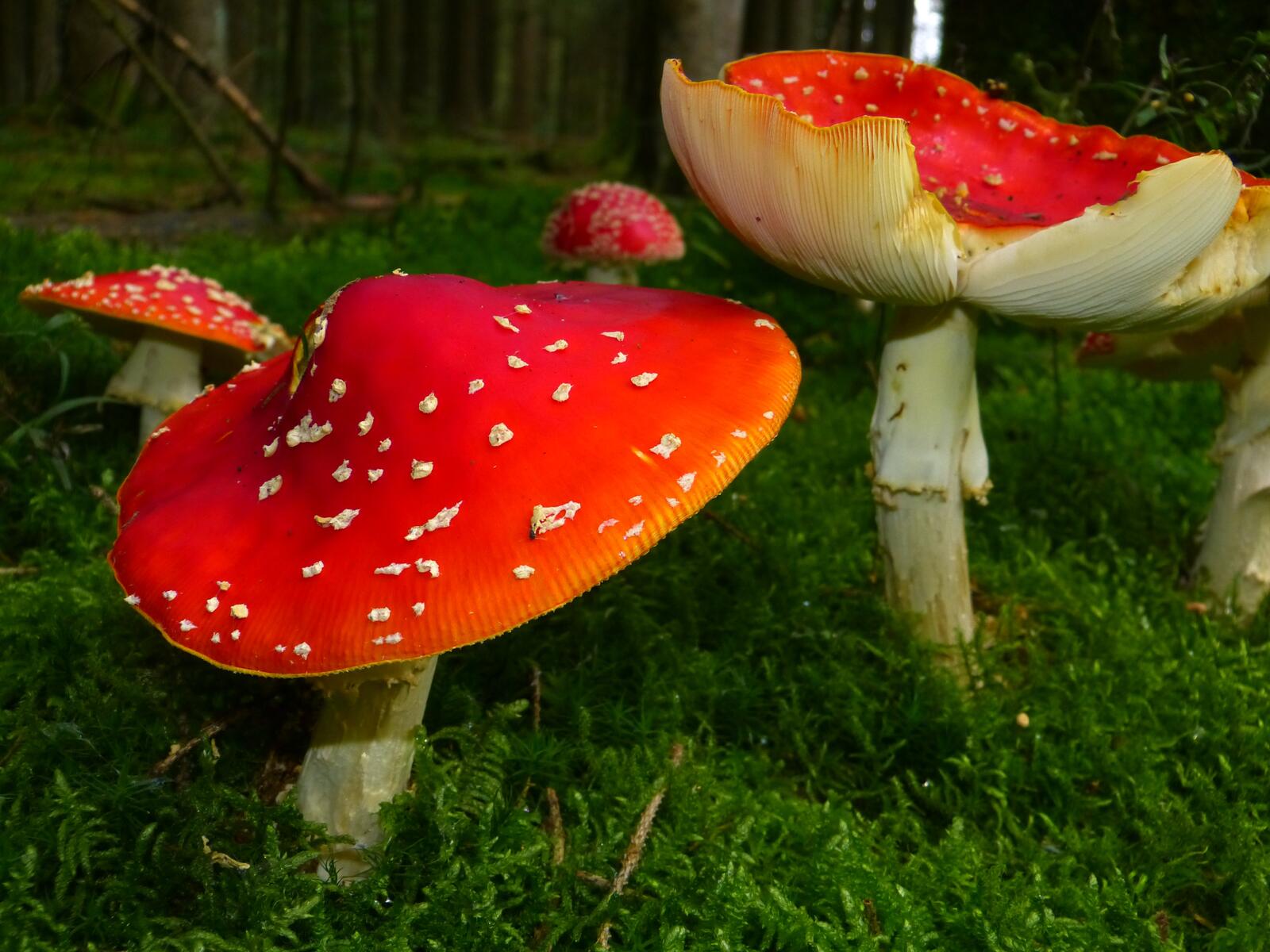 Free photo Fly agaric on the green grass