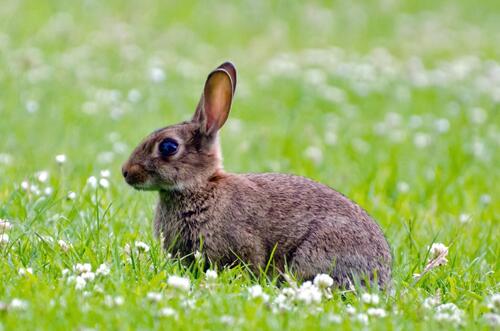 Dark rabbit on green grass with flowers