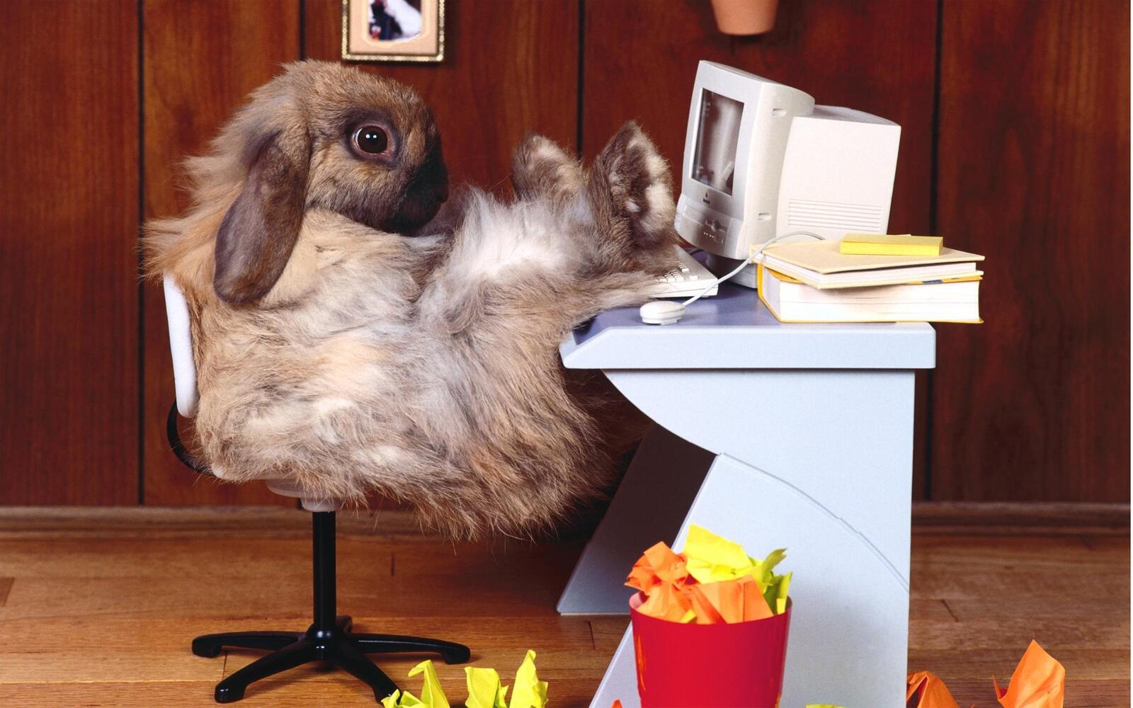 桌面上的壁纸兔子 毛绒绒的 计算机