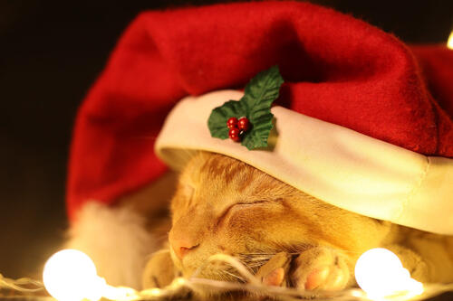 Рыжий кот спит в новогодней шапке