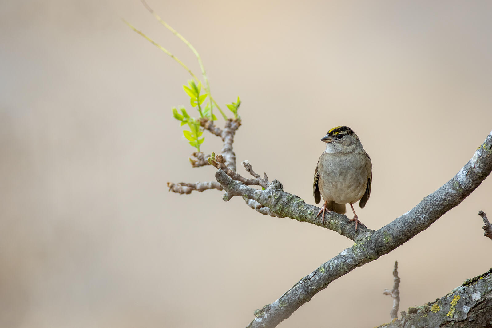 Free photo A sparrow sits on a twig