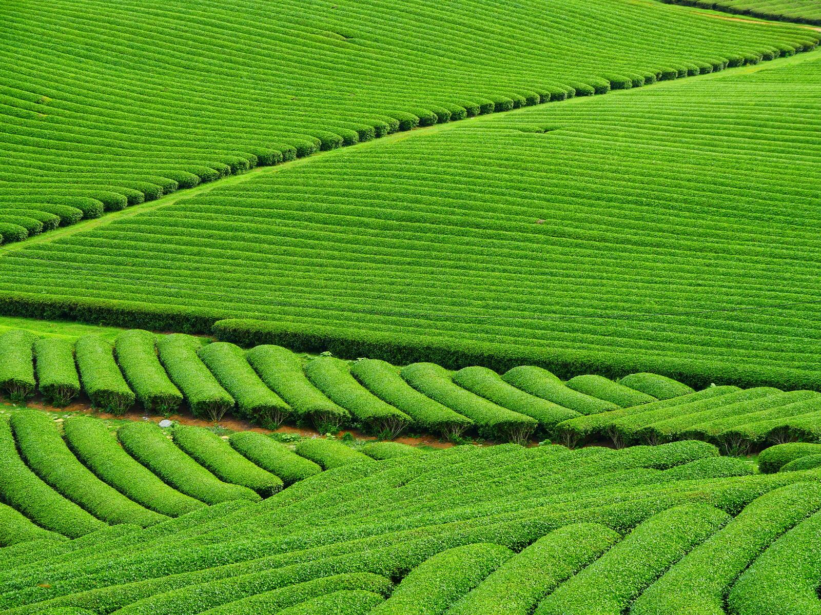 Бесплатное фото Зеленые поля на сельскохозяйственных угодьях