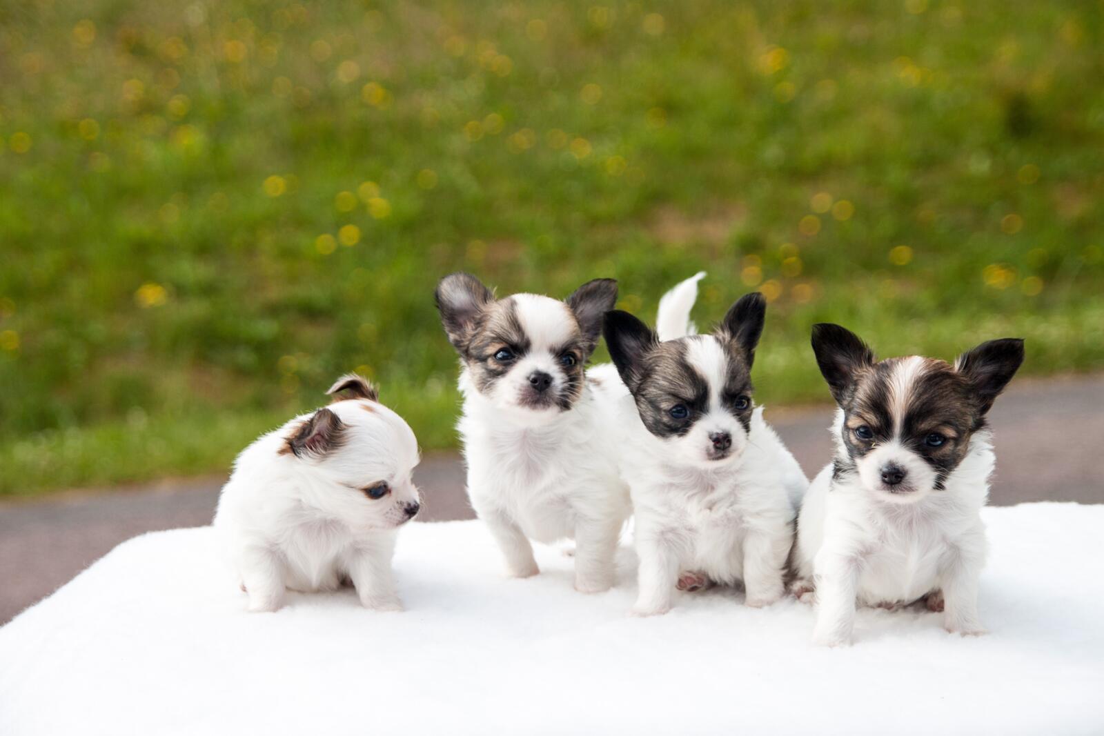 Free photo Toy Fox Terrier Puppies
