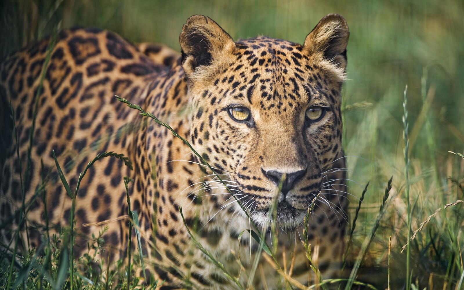 Free photo A leopard lies on the green grass