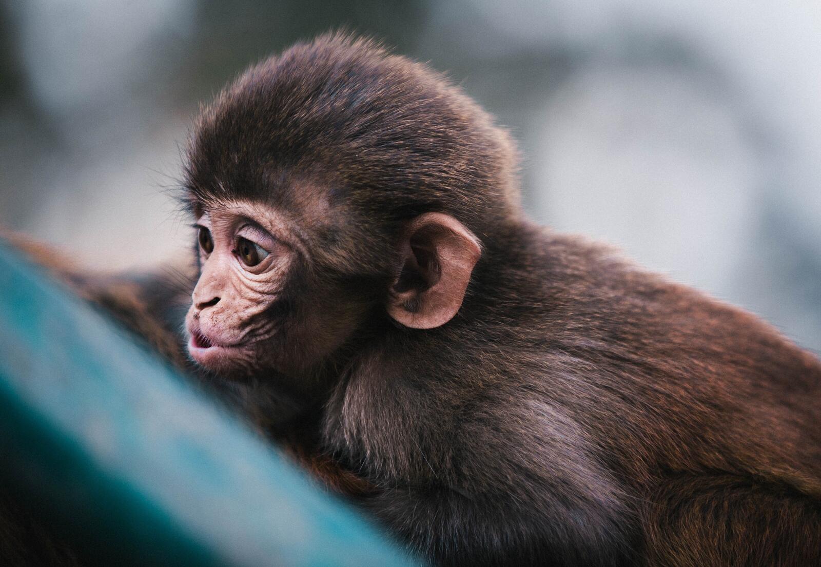 Бесплатное фото Детеныш обезьяны