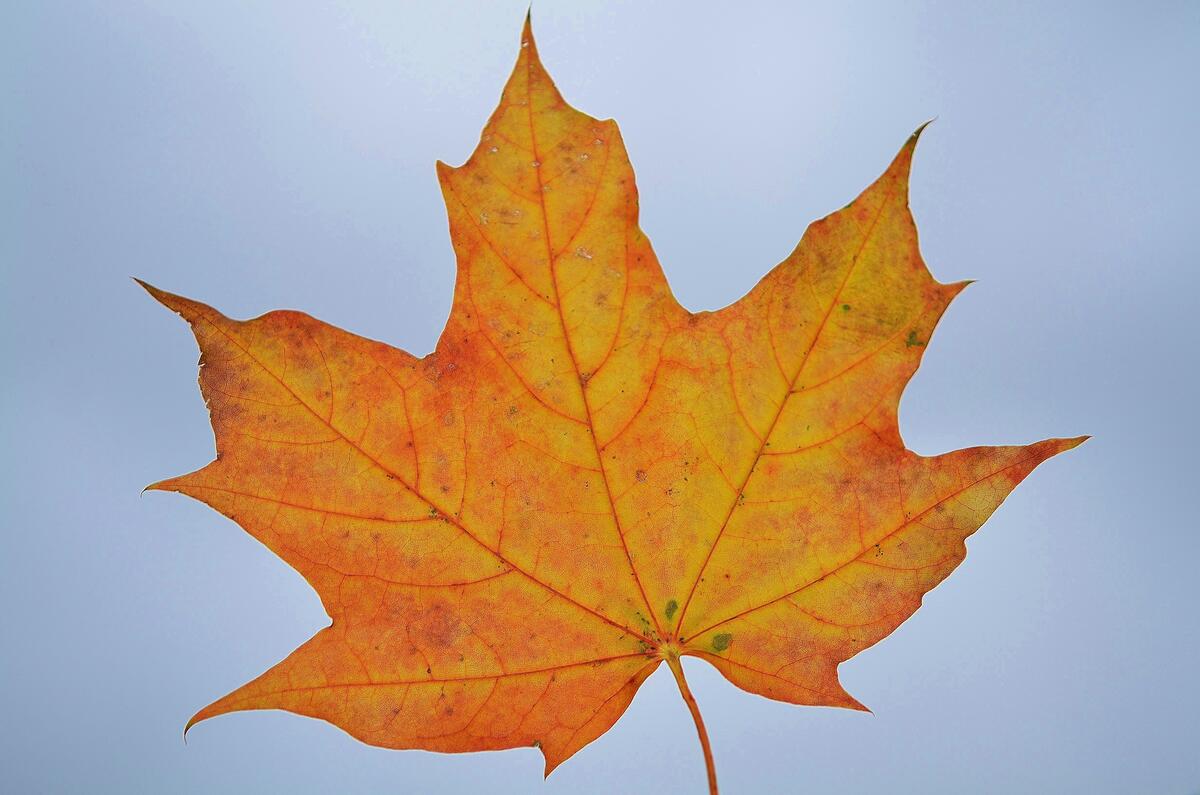 Осенний кленовый лист крупным планом