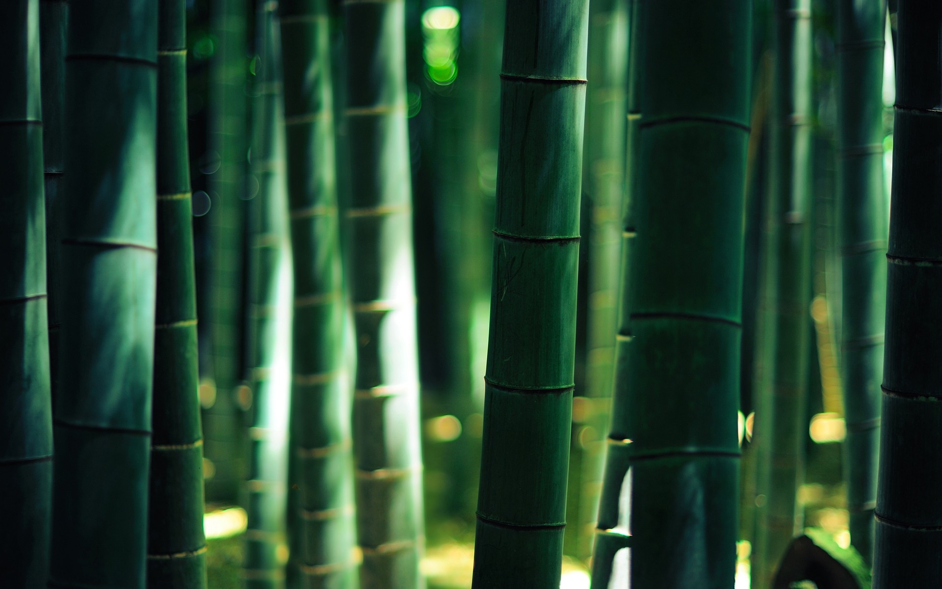 Бесплатное фото Бамбуковый лес
