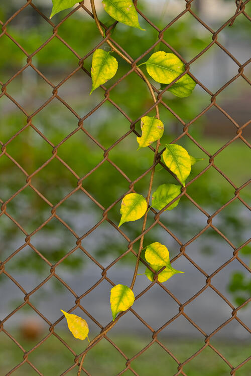 A tree branch with green leaves clings to an iron fence