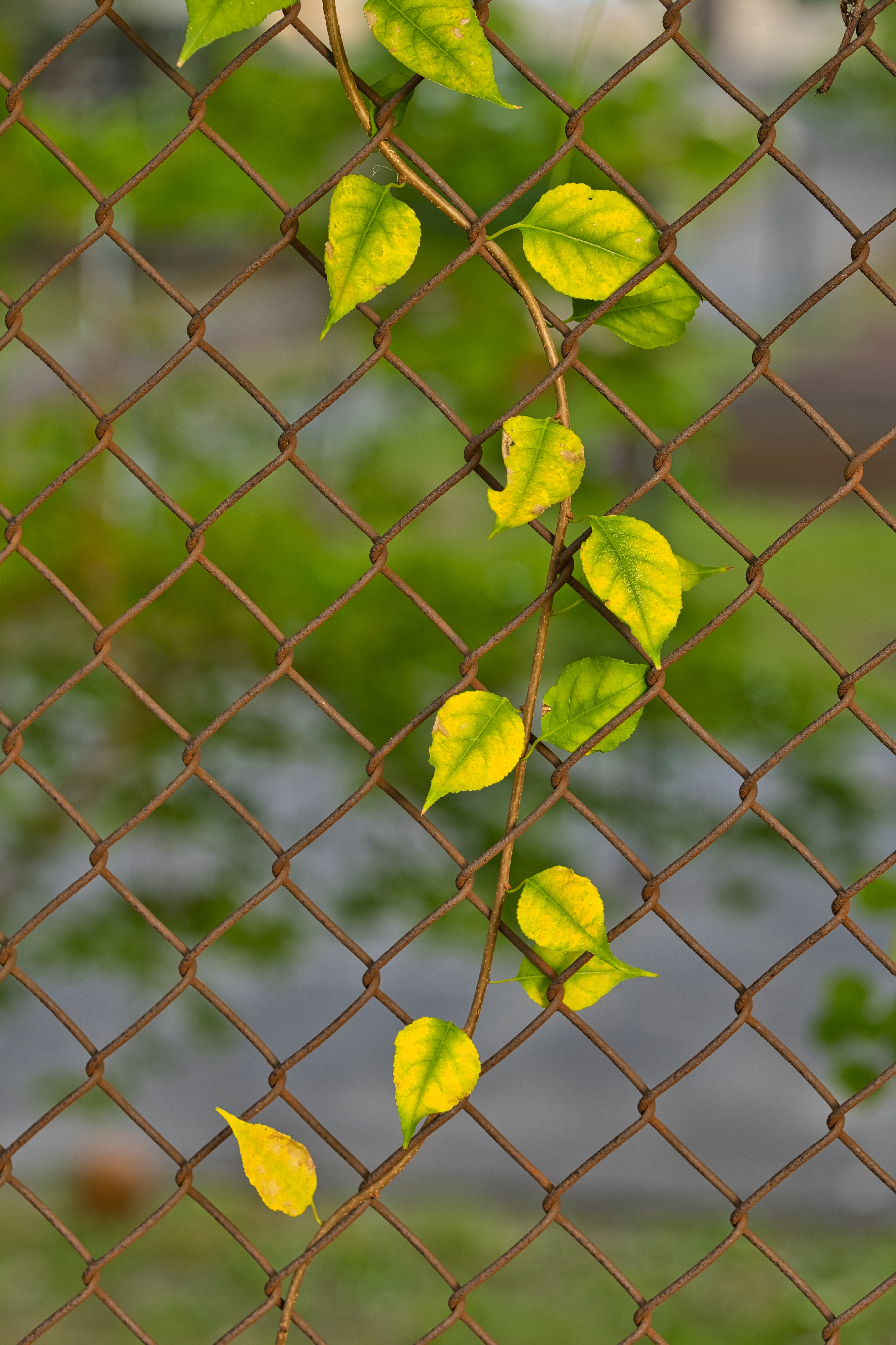 免费照片一根长着绿叶的树枝挂在铁栅栏上