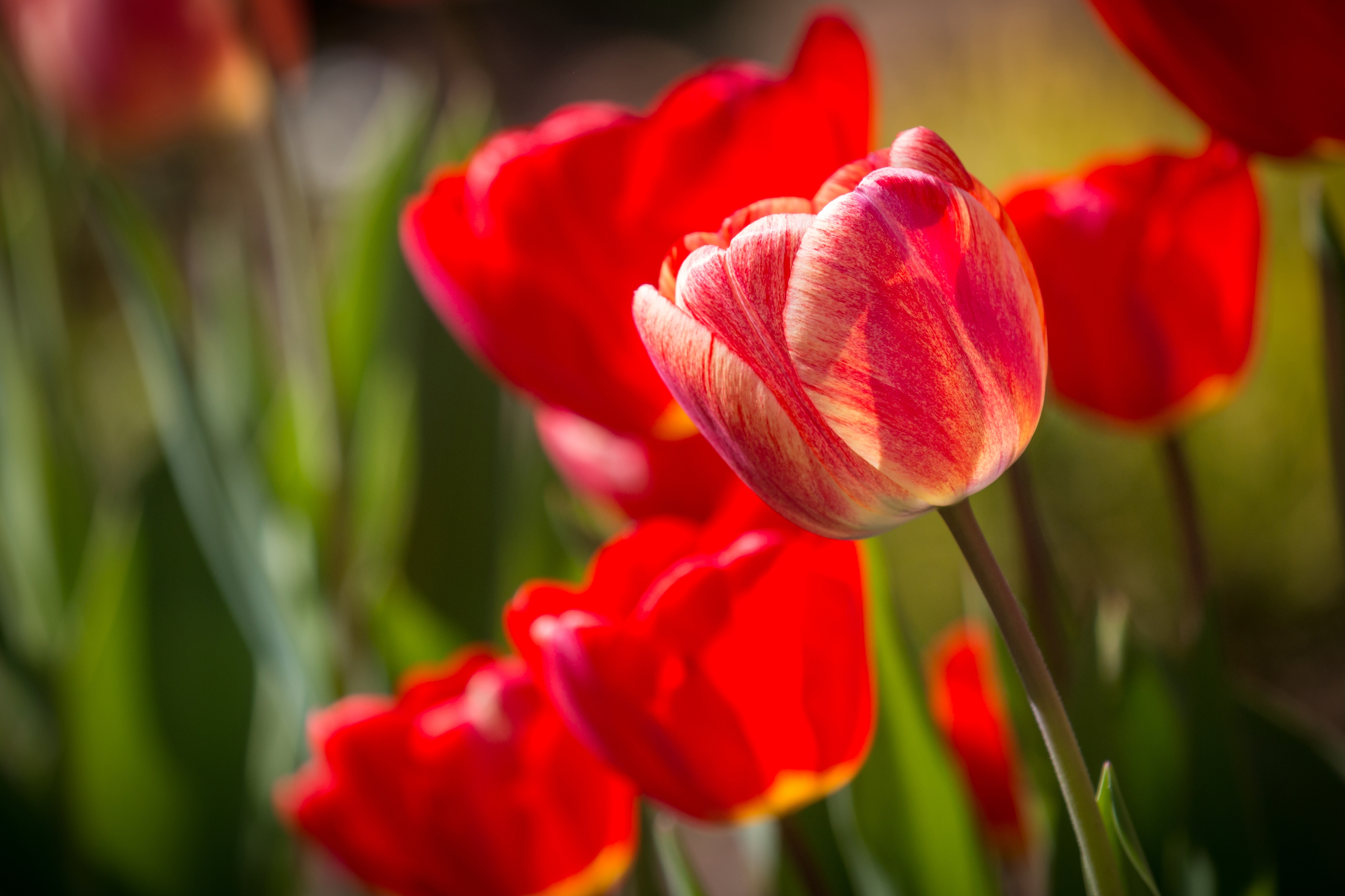 Wallpapers wallpaper red tulips close flowers on the desktop