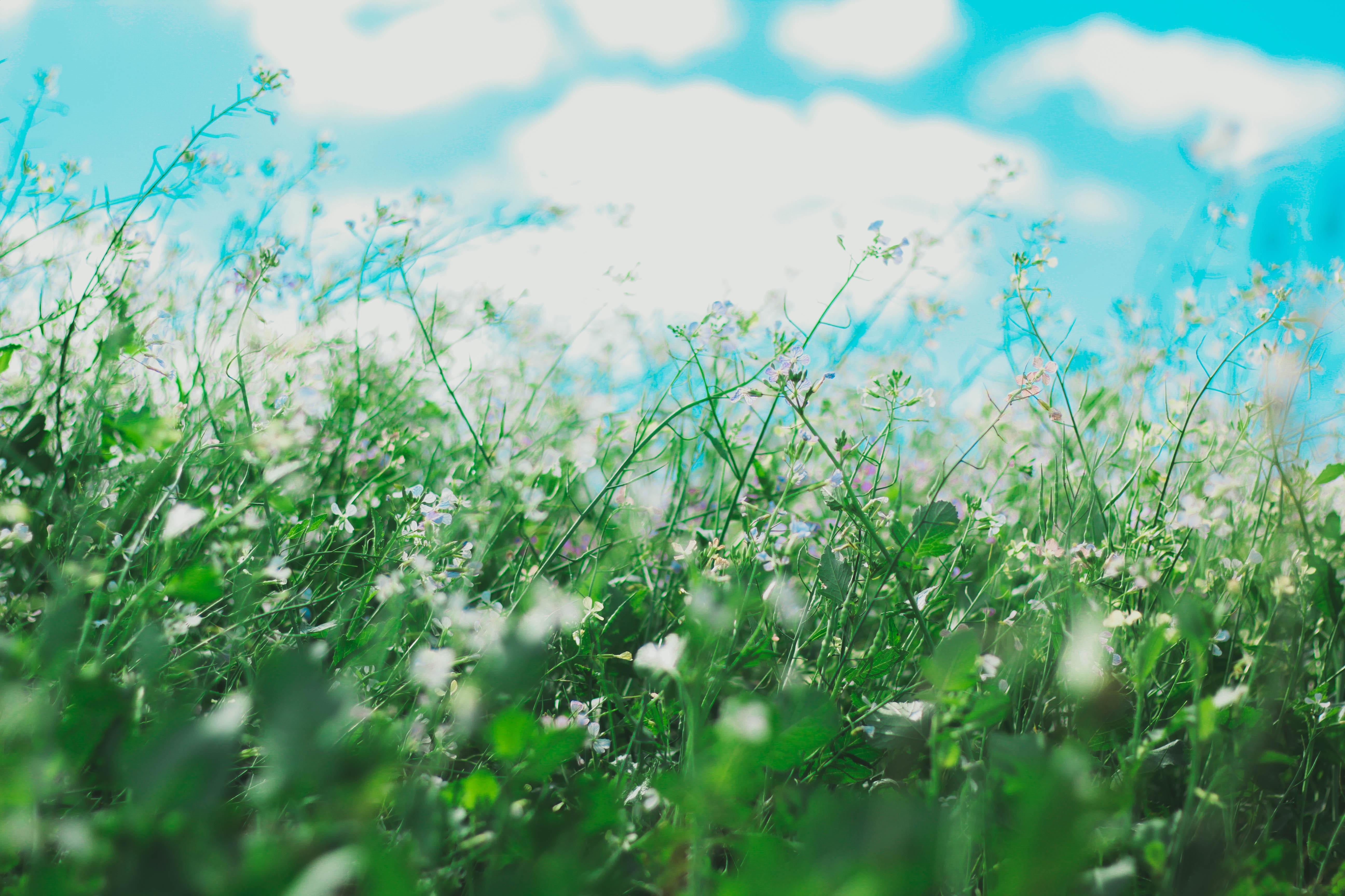 Зеленая трава с белыми маленькими цветами