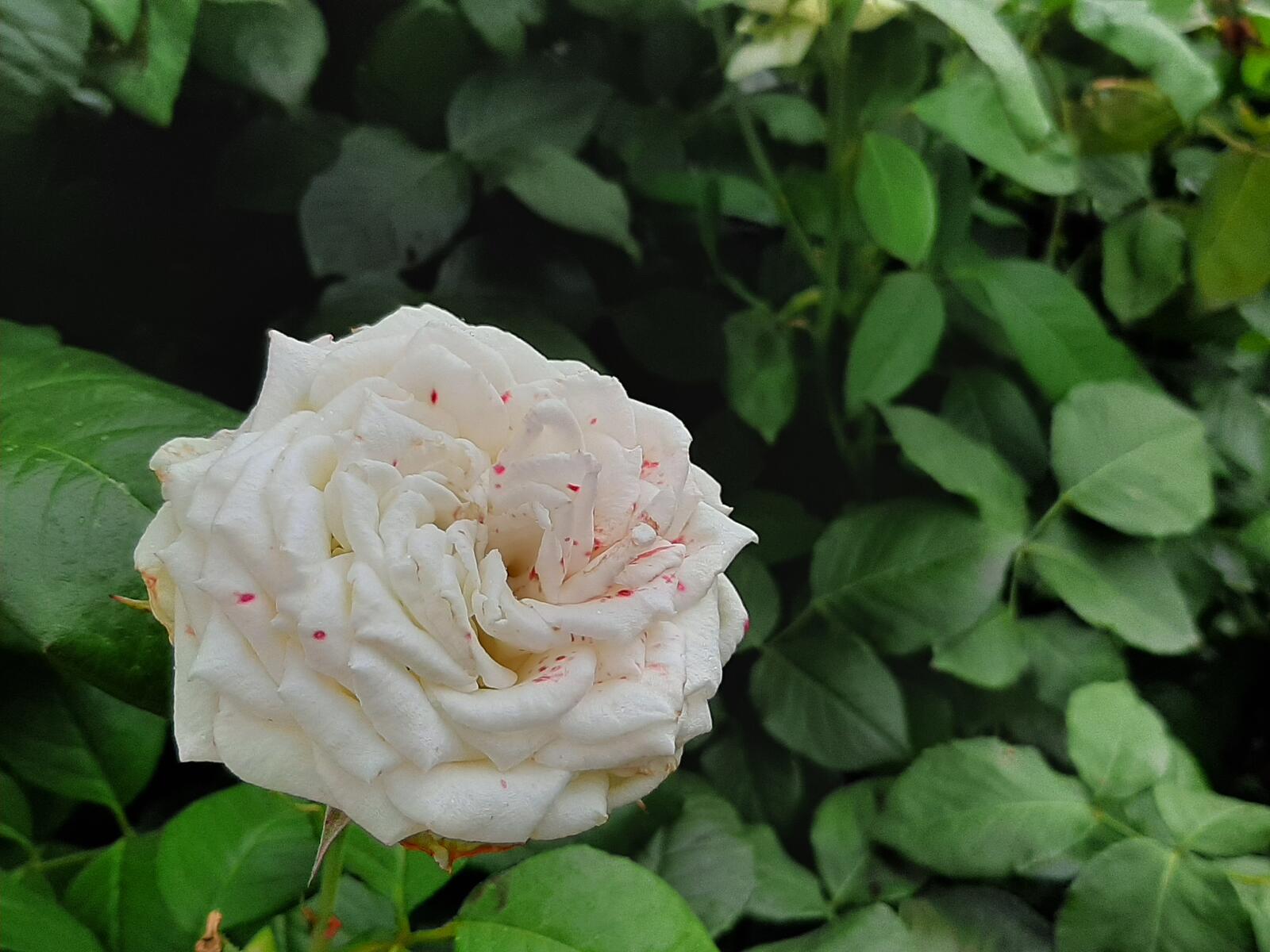 Бесплатное фото Одинокая белая роза