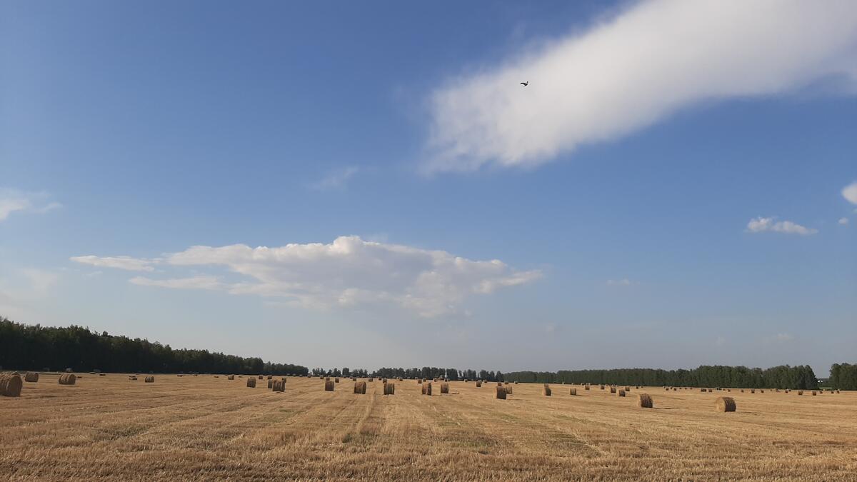 A big field with haystacks