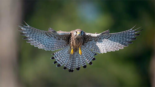 Kestrel in flight with open feathers
