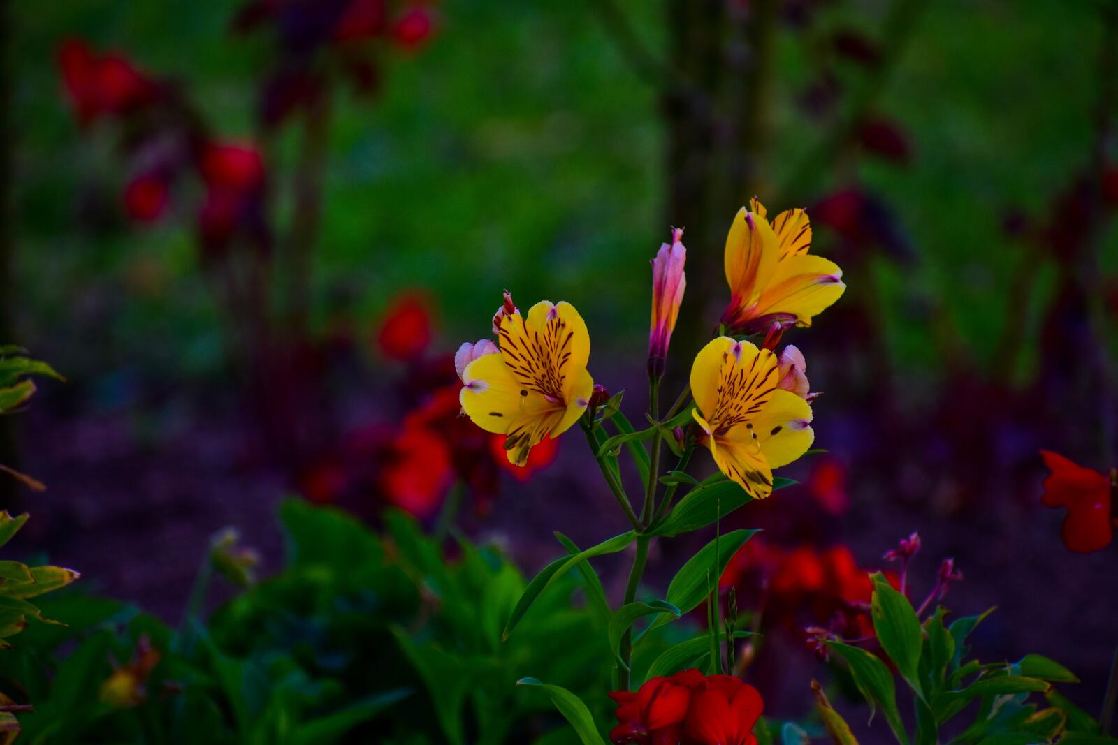 免费照片美丽的黄色秘鲁百合花