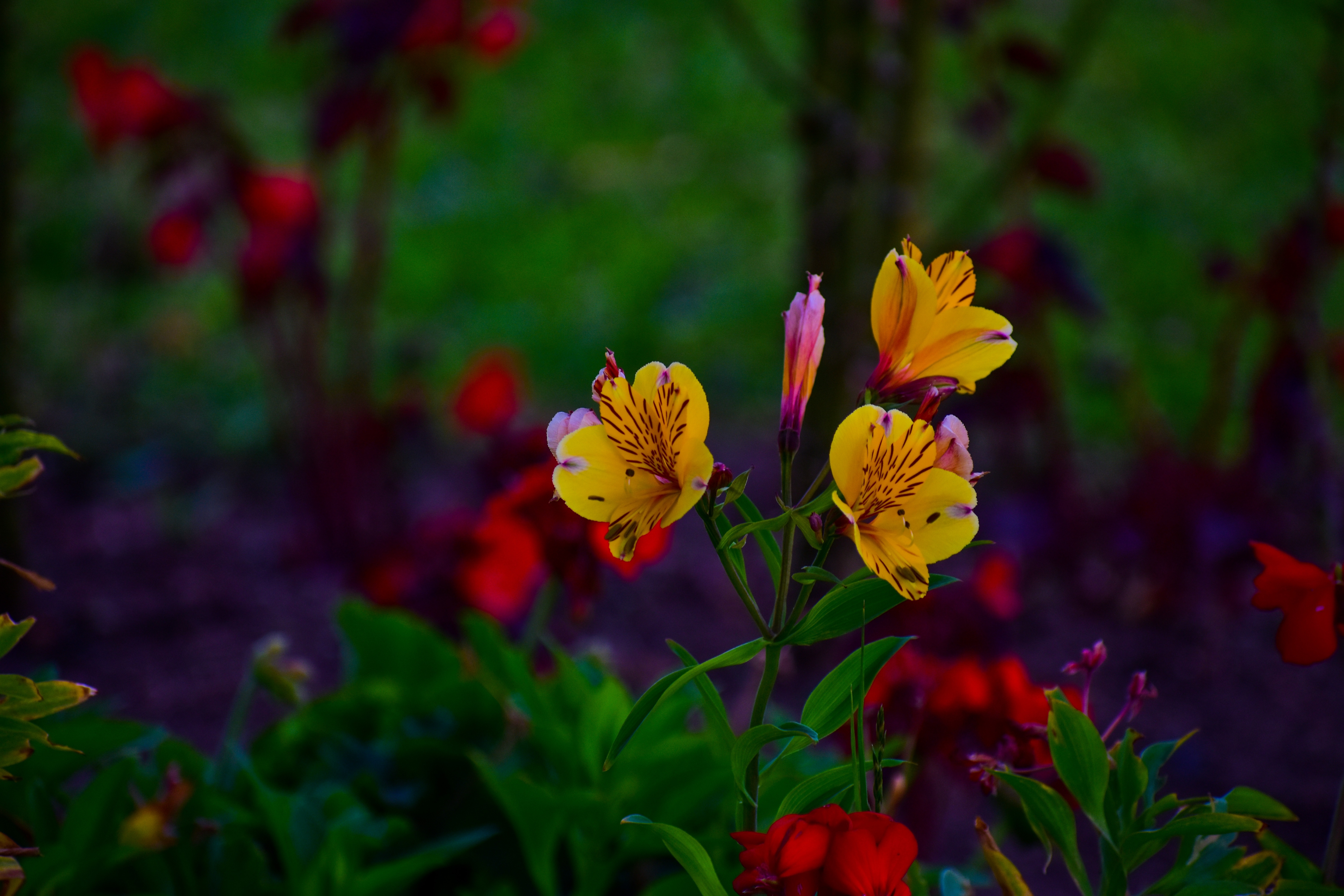Красивая перуанская лилия желтого цвета