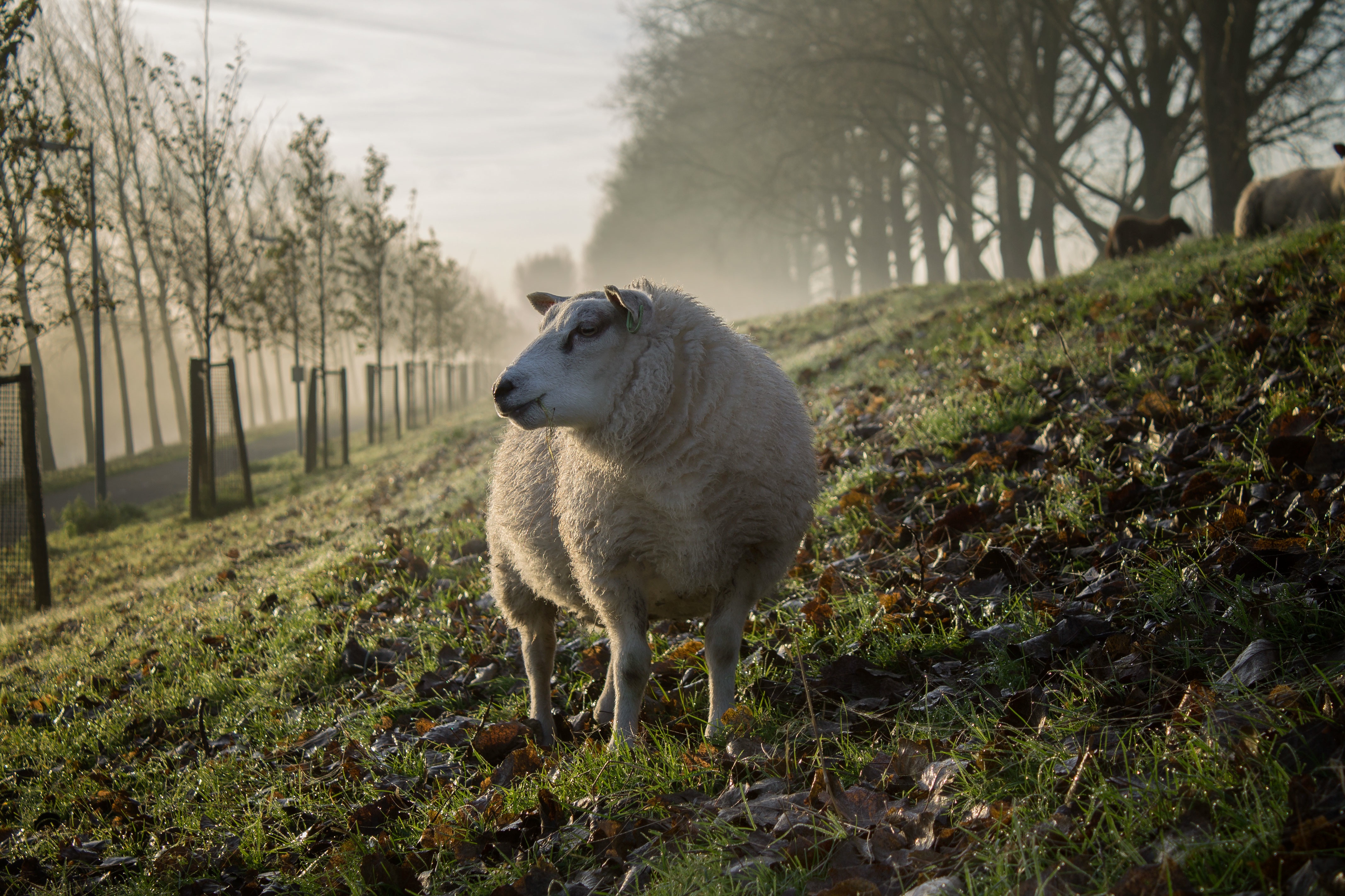 A white sheep in a meadow with fallen leaves
