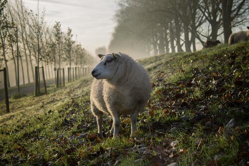 Белая овечка на поляне с опавшими листьями