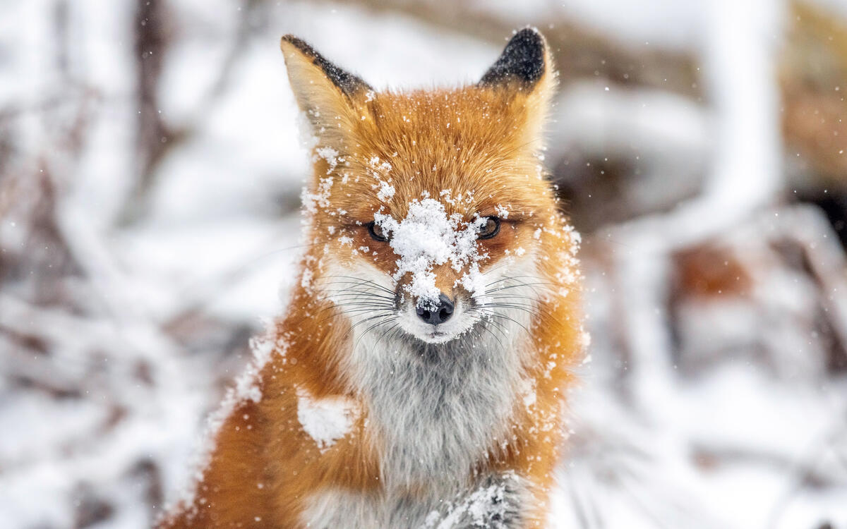 Красивая рыжая лиса играется со снегом