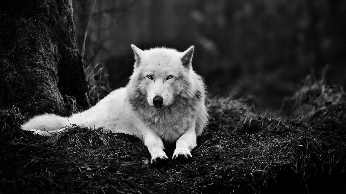 A white wolf in a monochrome photo