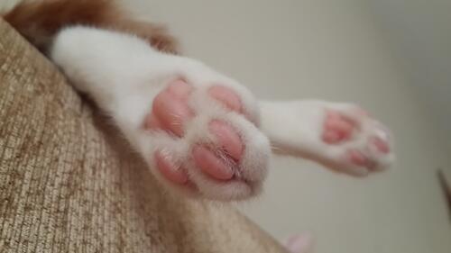 The cat`s pink paws