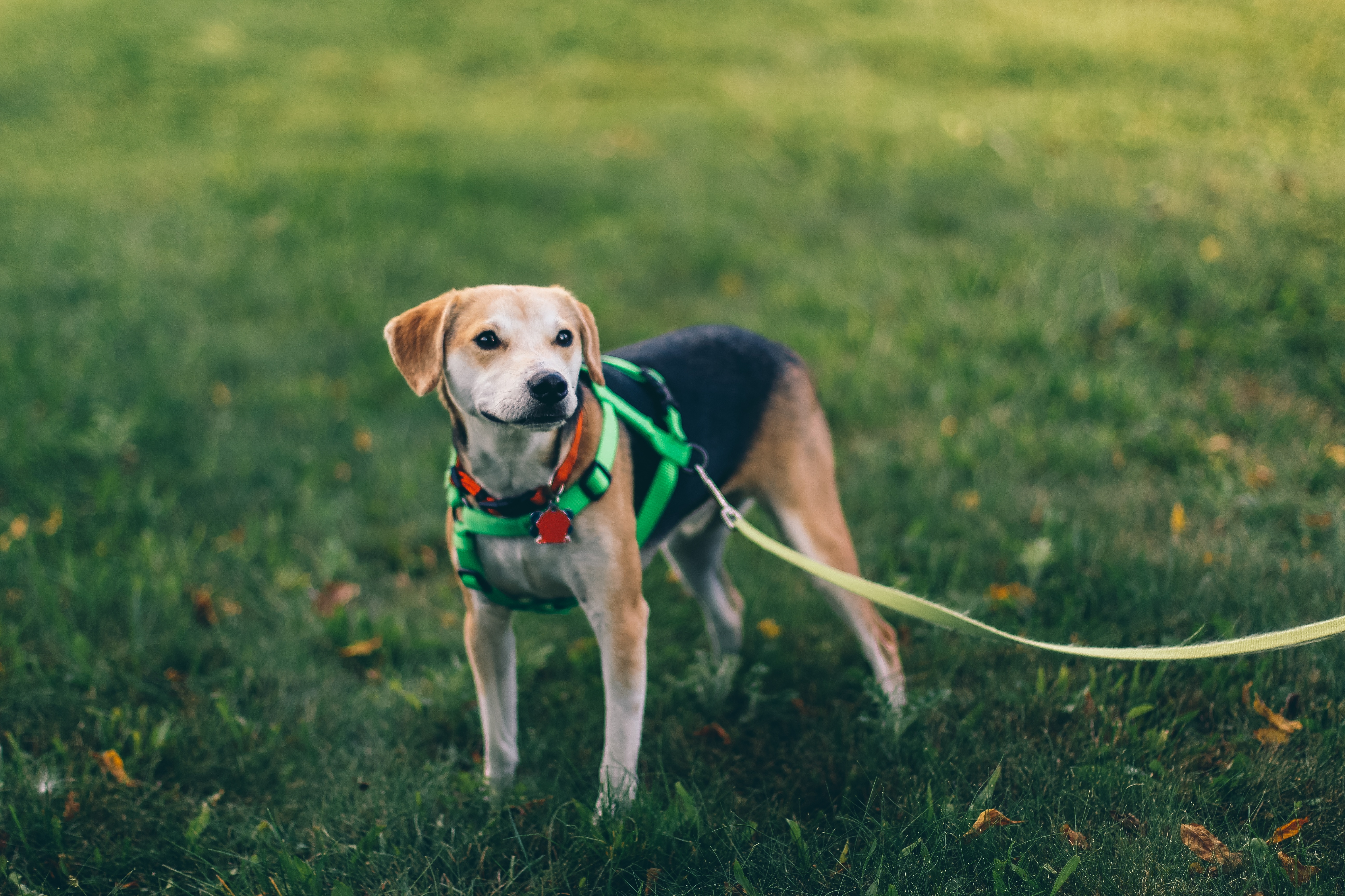A lop-eared puppy on a leash walking on a green lawn