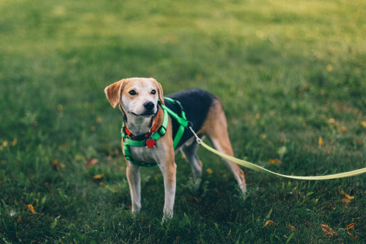 Вислоухий щенок на поводке гуляет по зеленому газону