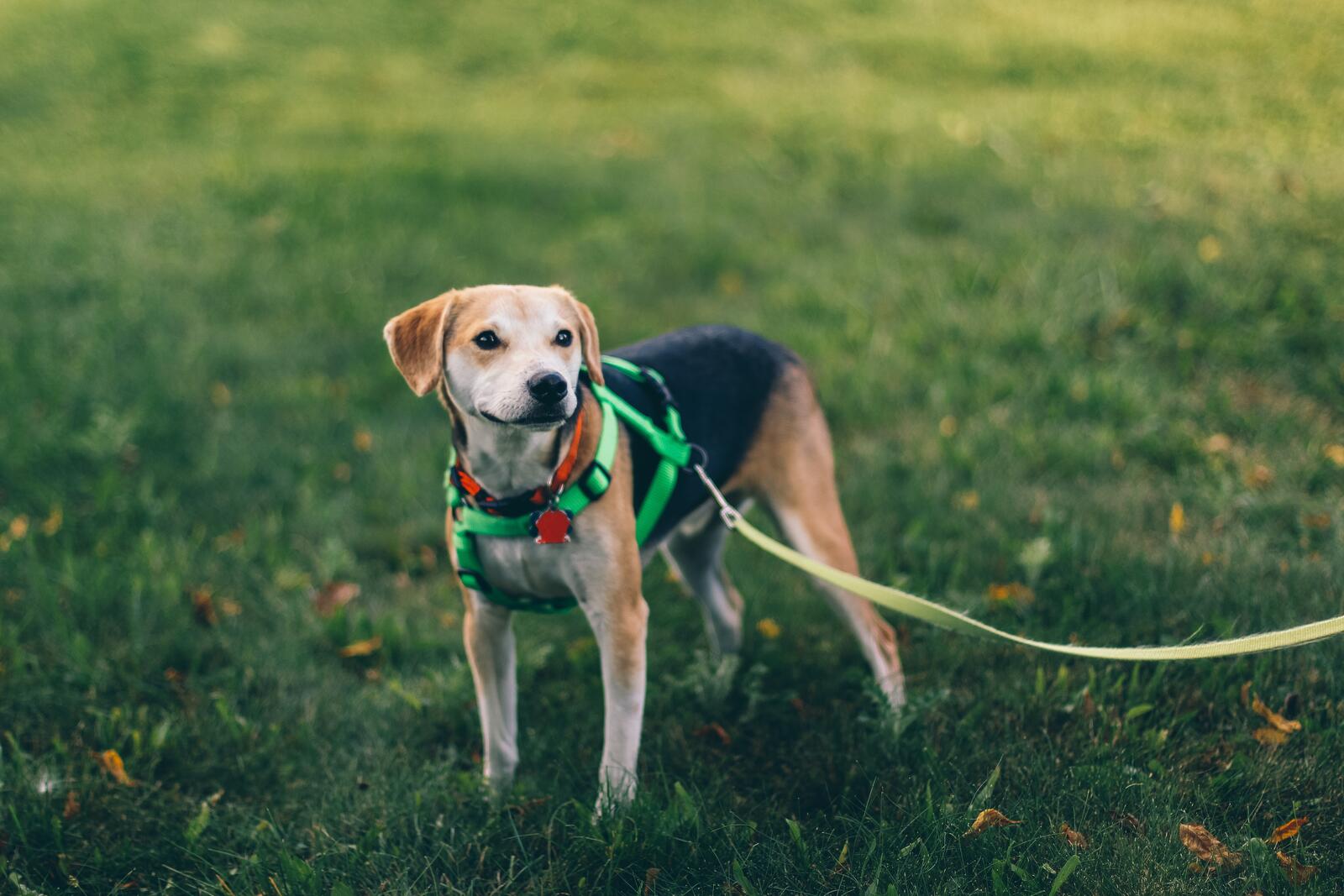 Бесплатное фото Вислоухий щенок на поводке гуляет по зеленому газону