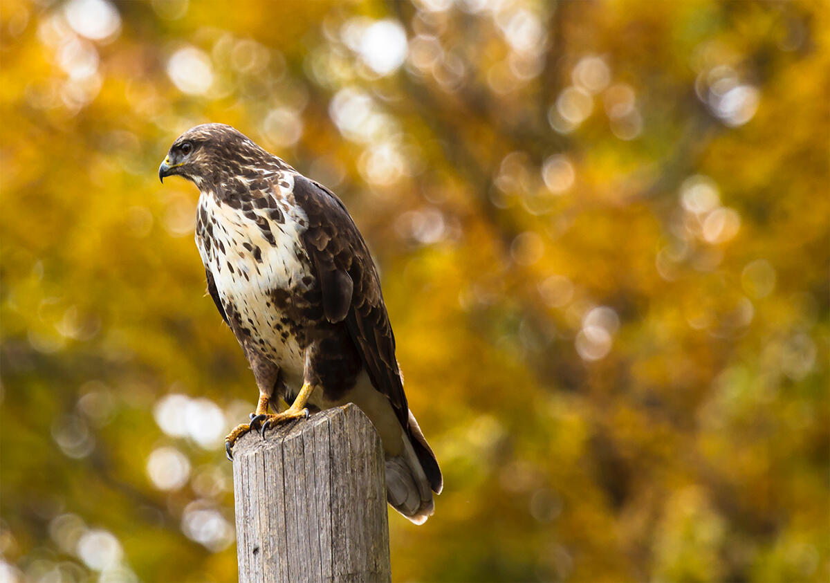 Falcon on a wooden pole