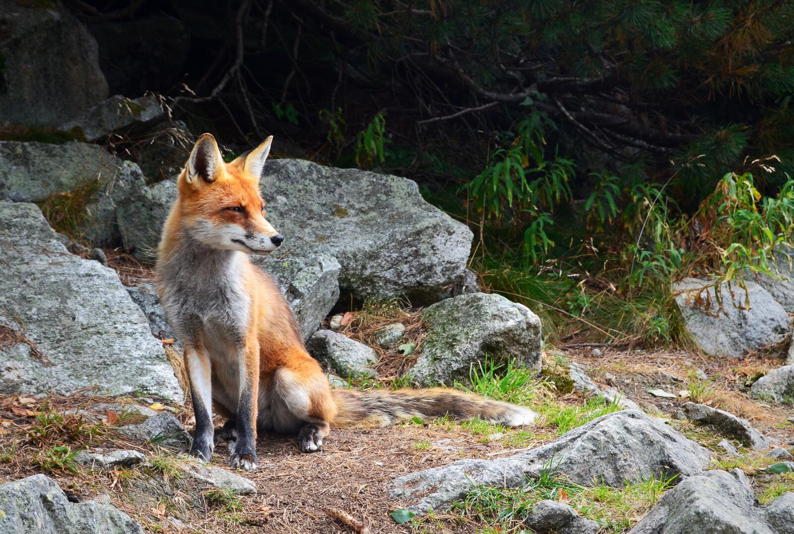 Free photo A red fox sits by the rocks in the woods