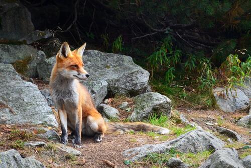 A red fox sits by the rocks in the woods