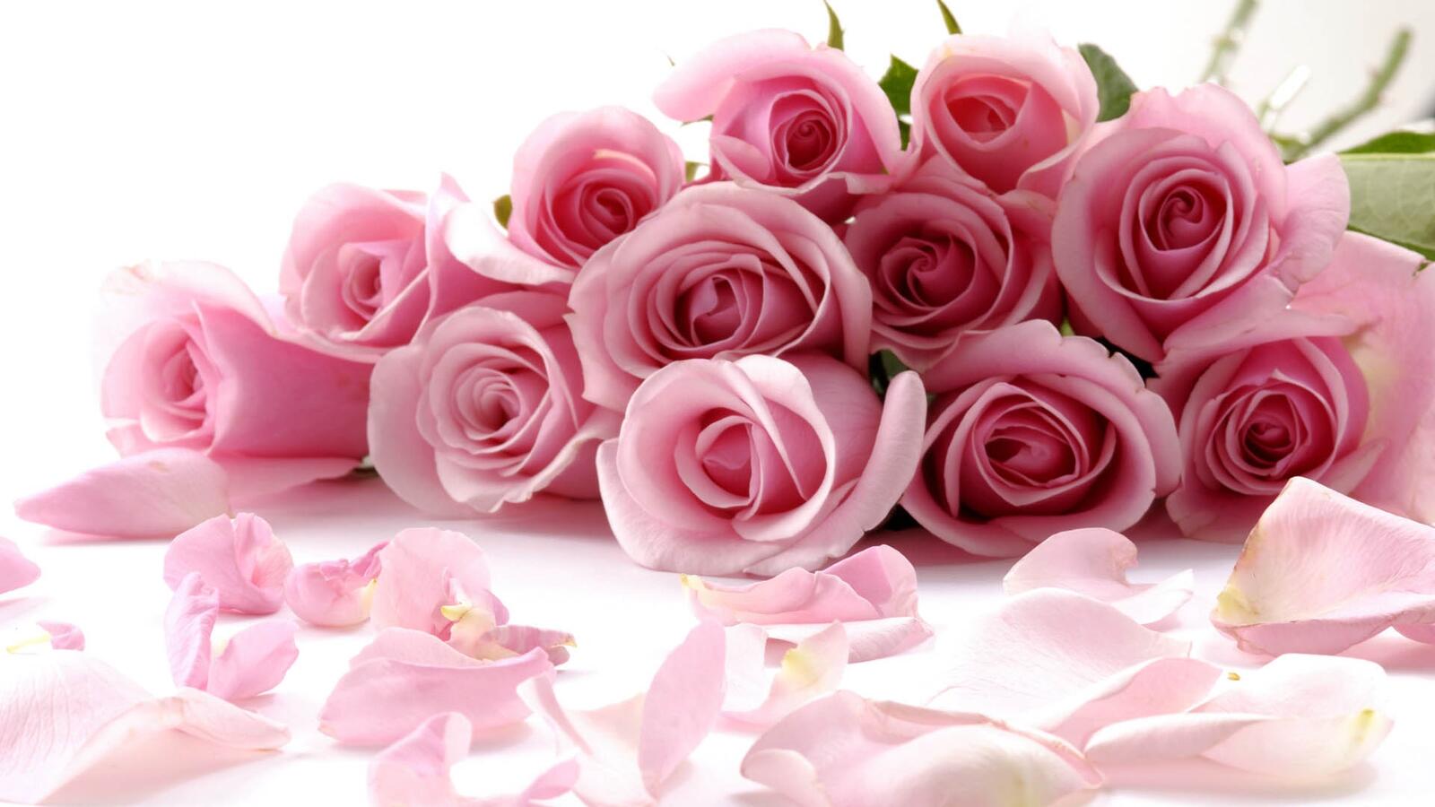 桌面上的壁纸花瓣 玫瑰 粉红色