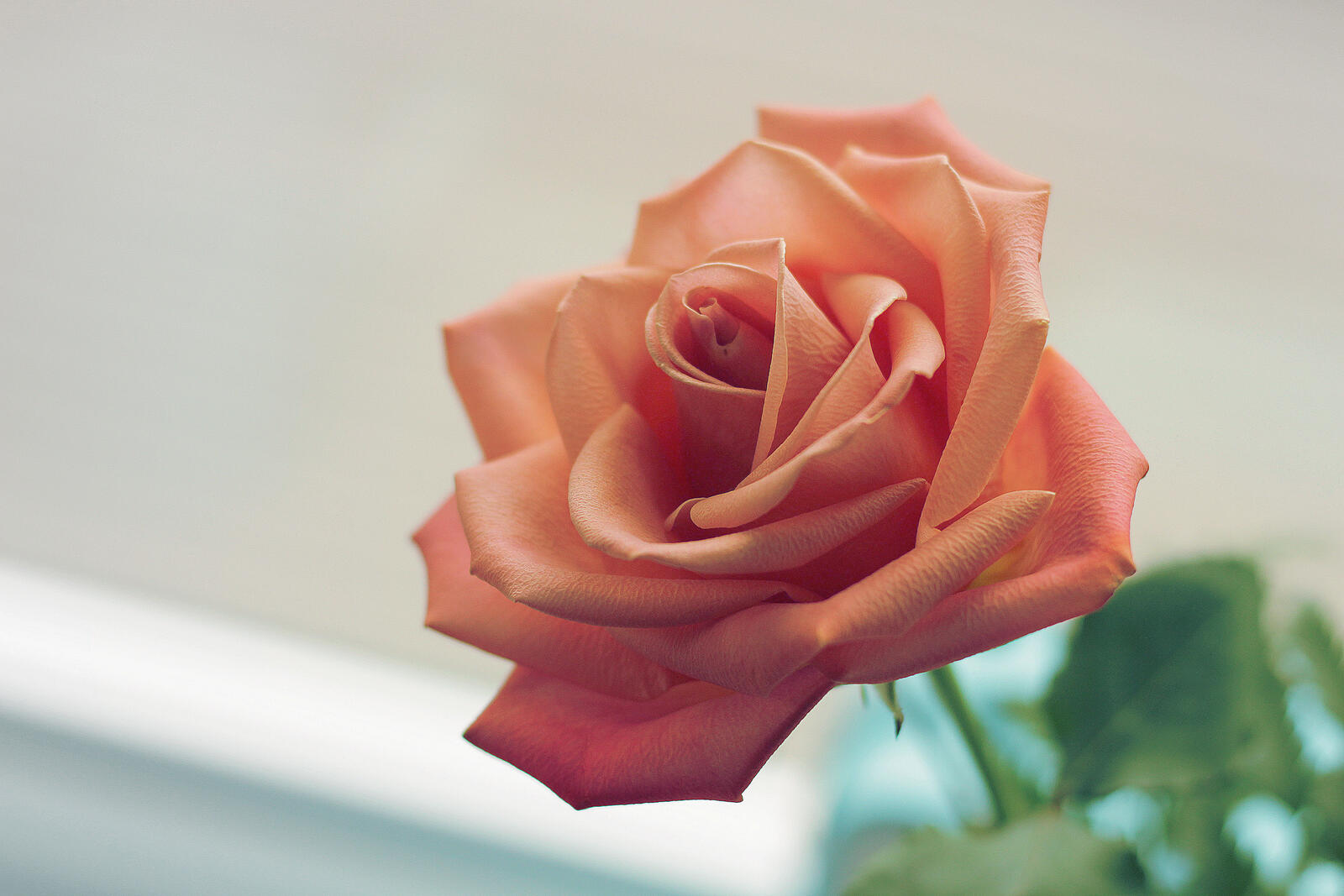 Бесплатное фото Одинокая розовая роза