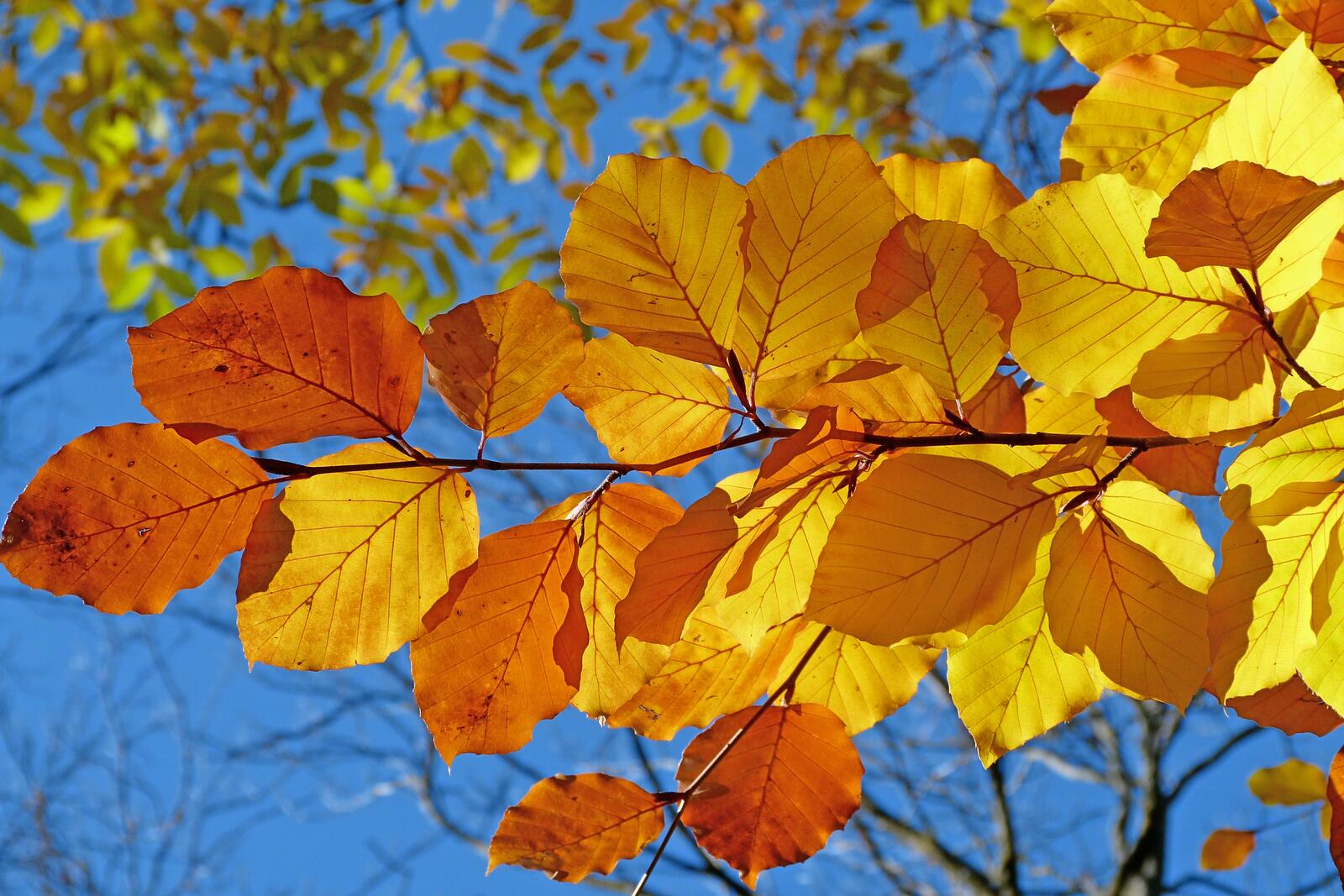 Free photo Yellow birch leaves