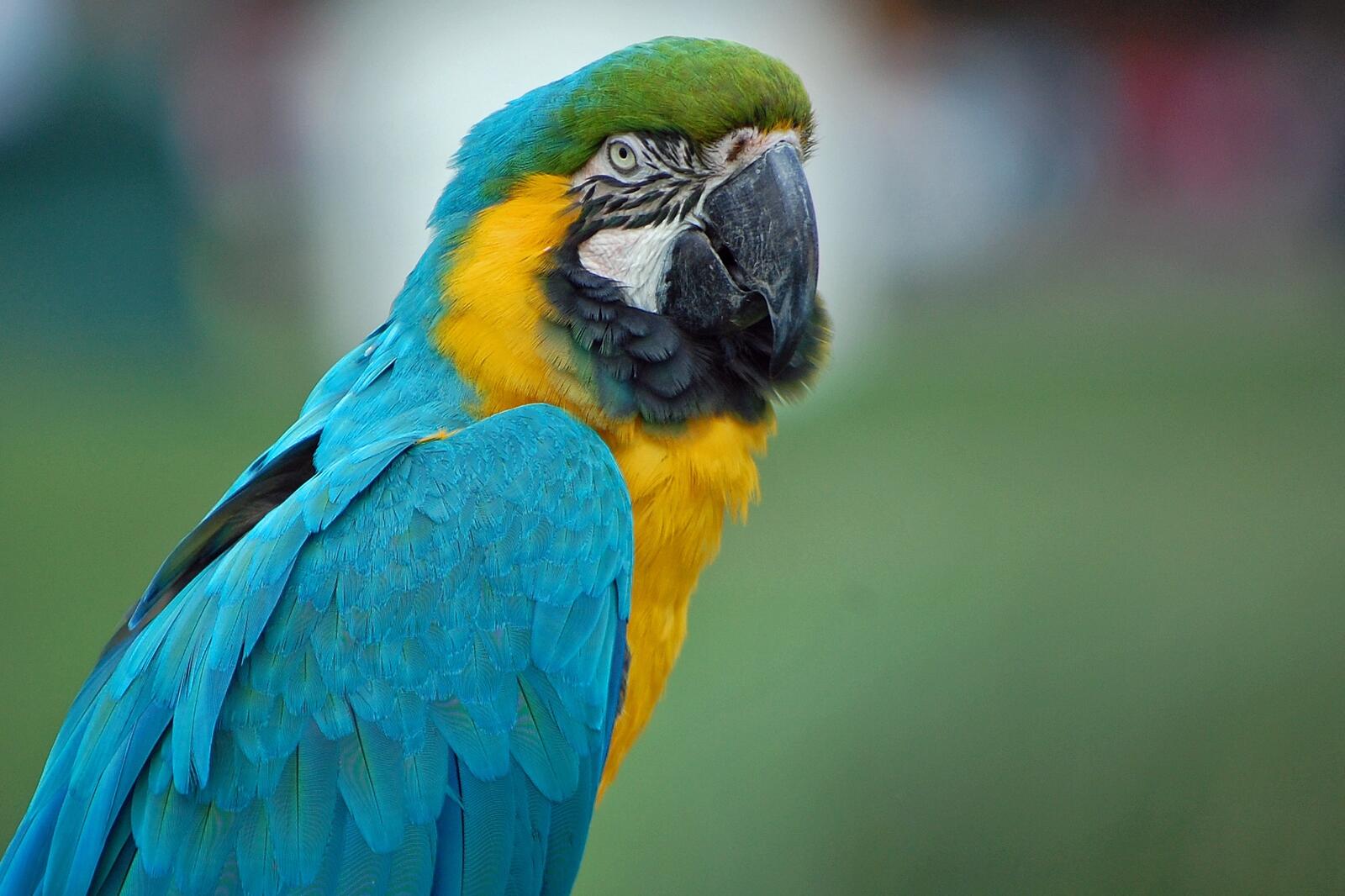Free photo The blue-winged macaw