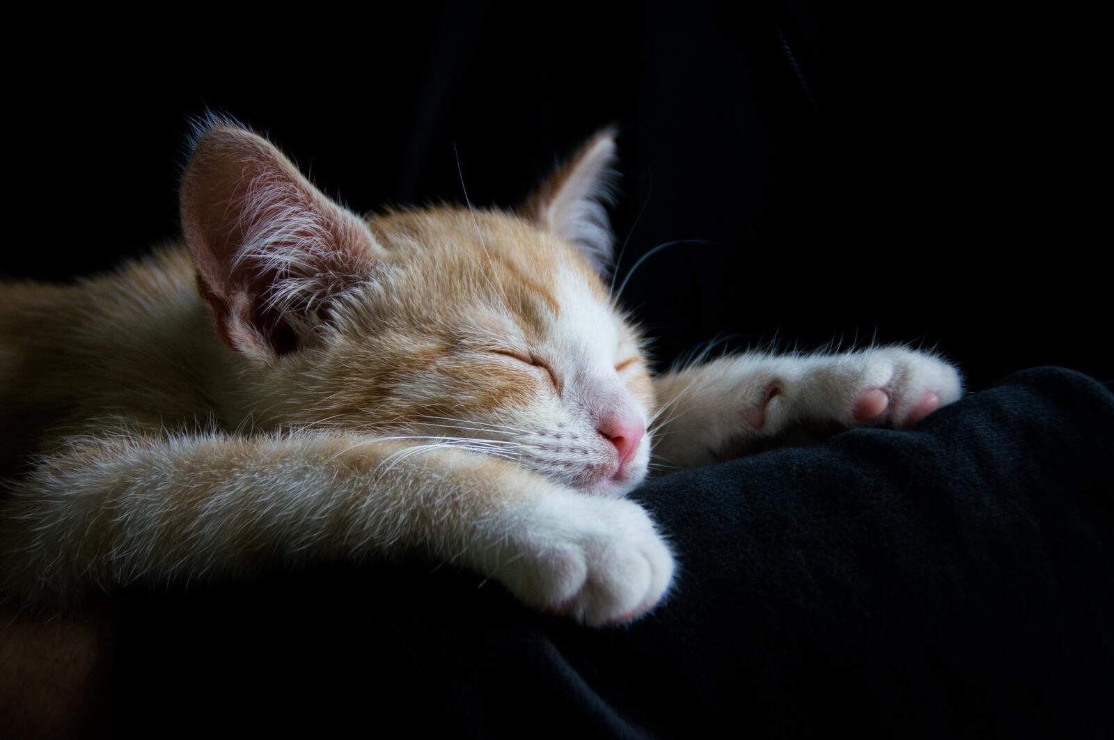 Бесплатное фото Рыжий кот крепко спит