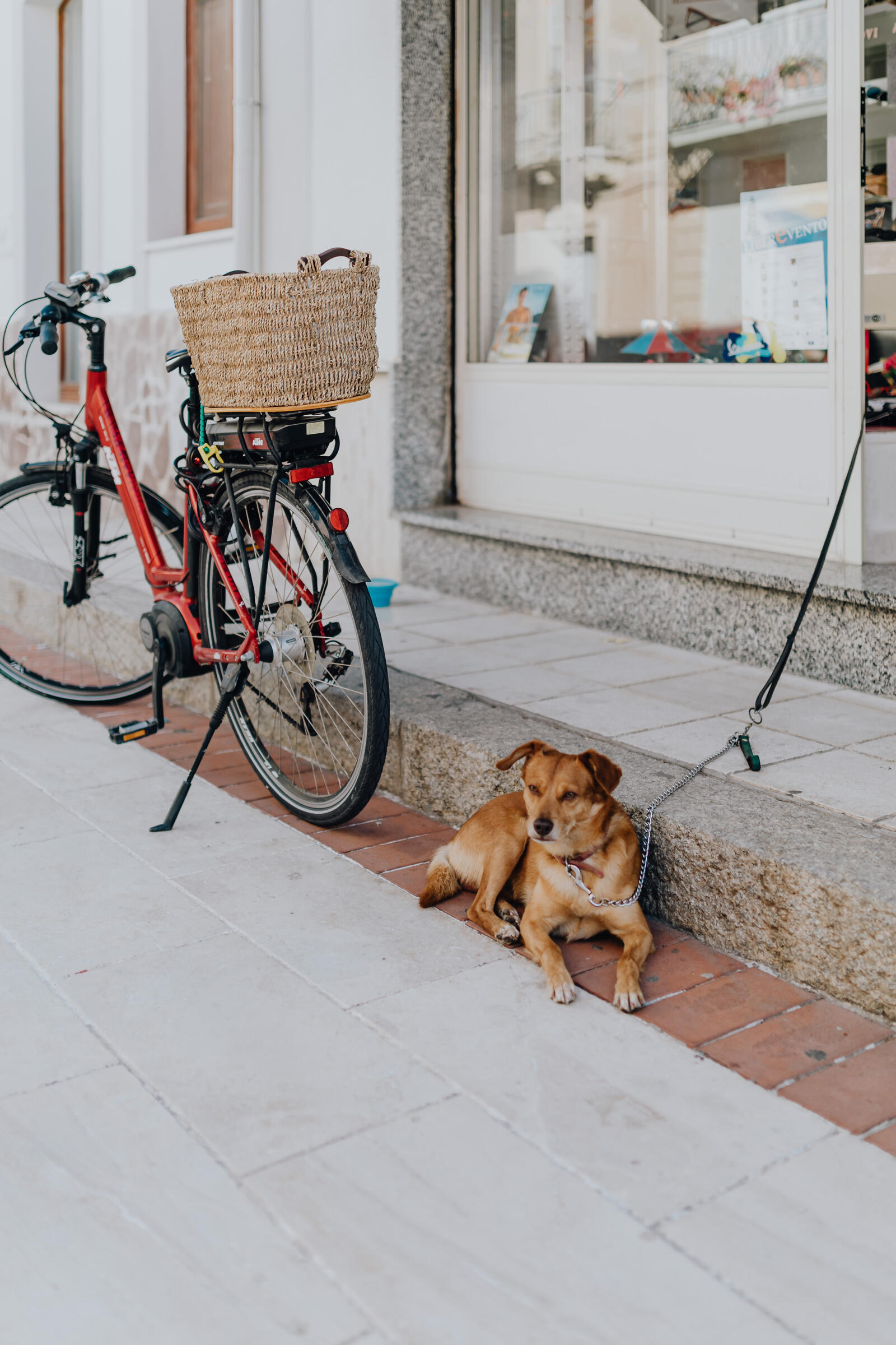 Обои велосипед собака город на рабочий стол